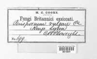 Preussia vulgaris image